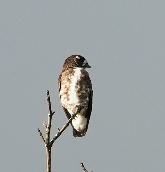 White-browed Purpletuft - ML444162761