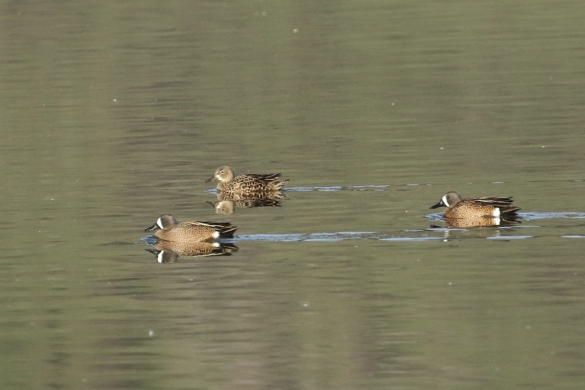 Blue-winged Teal - ML444163121