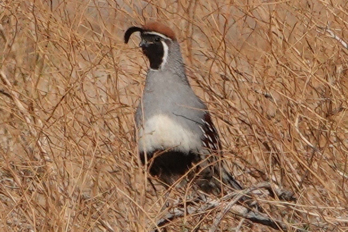 Gambel's Quail - Richard Ambrose