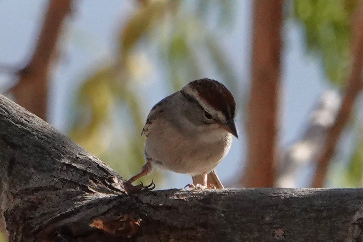 Chipping Sparrow - Richard Ambrose