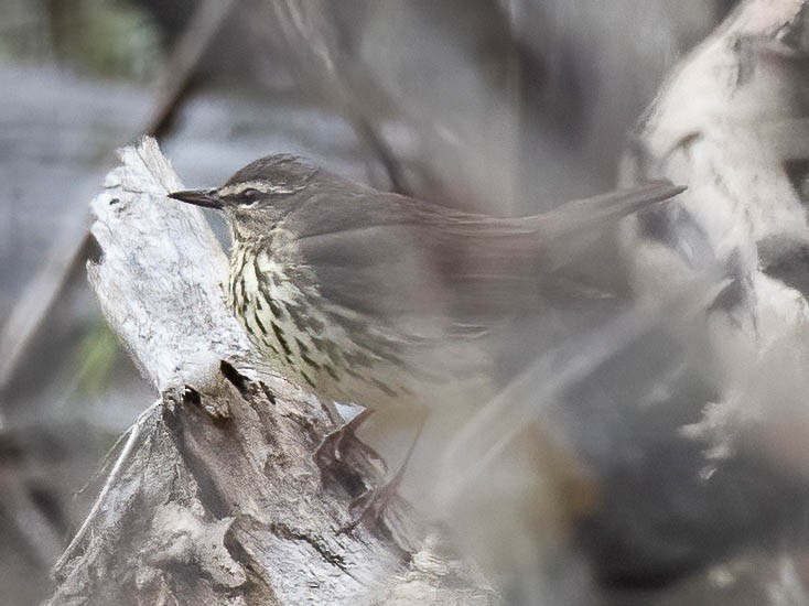 Northern Waterthrush - ML444164871