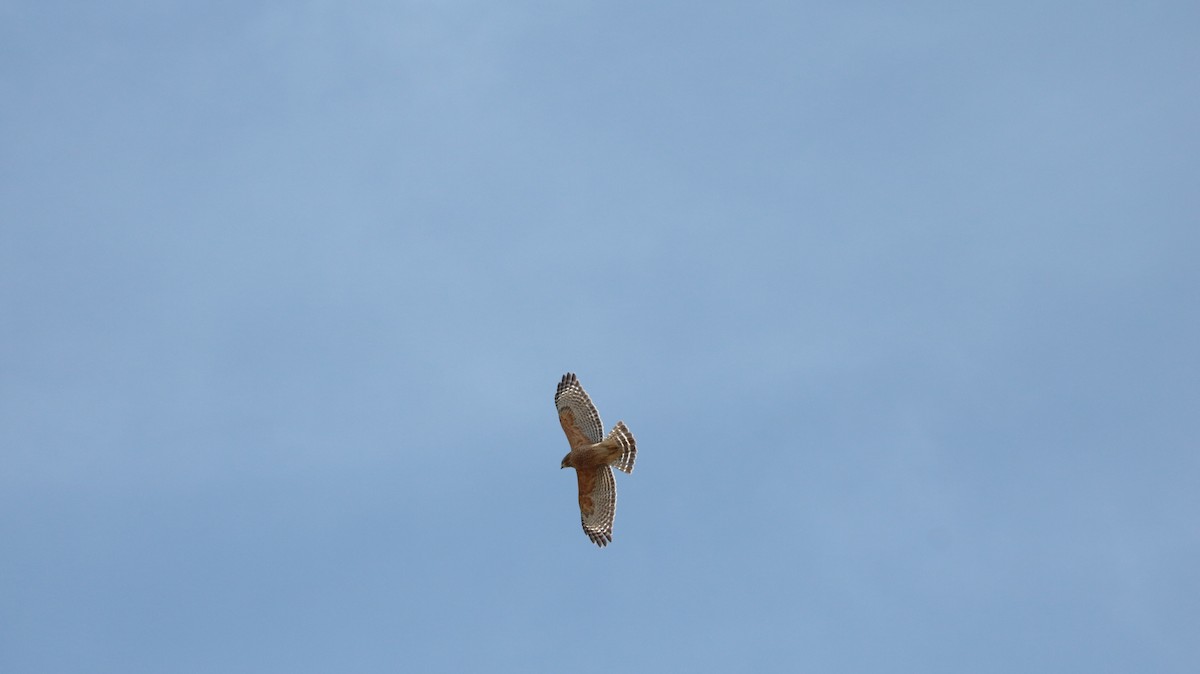 Rotschulterbussard - ML44416661