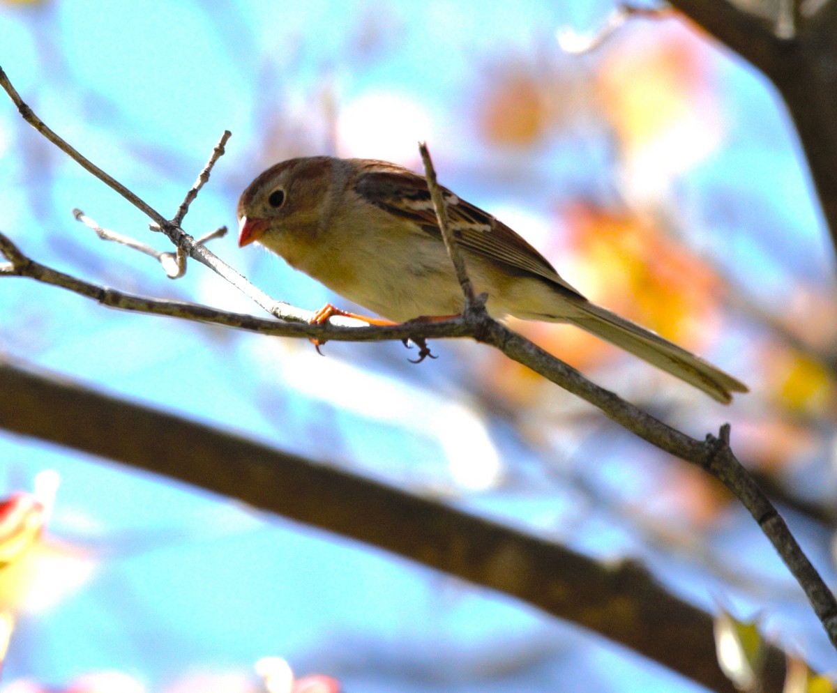 Field Sparrow - ML444166781