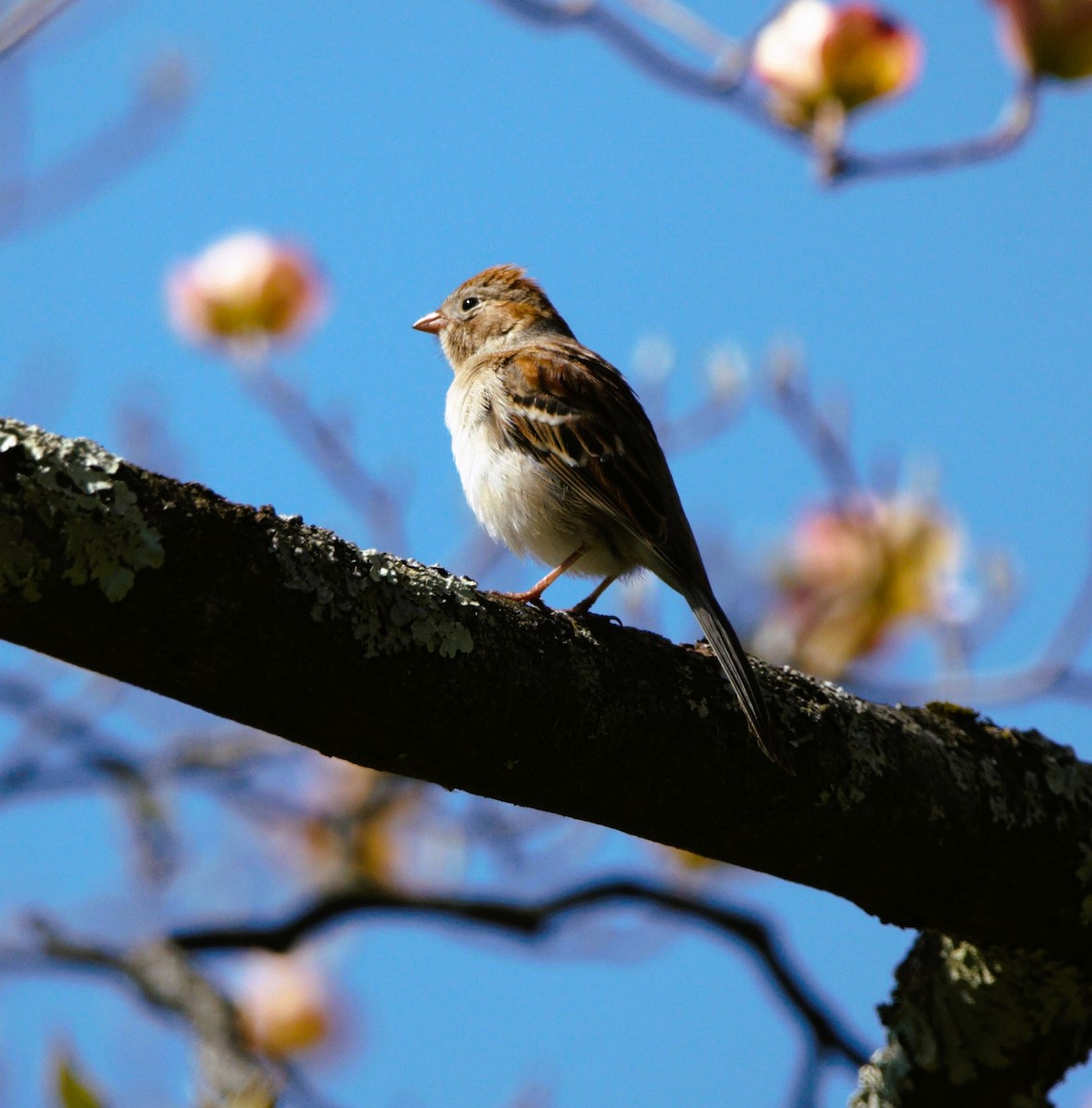 Field Sparrow - ML444166821