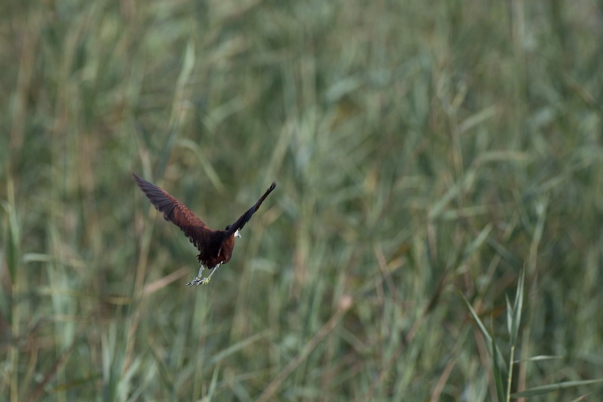 African Jacana - ML44417181