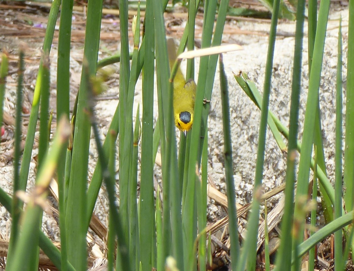 Wilson's Warbler - ML444172041