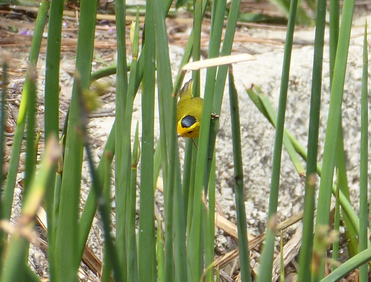 Wilson's Warbler - ML444172051