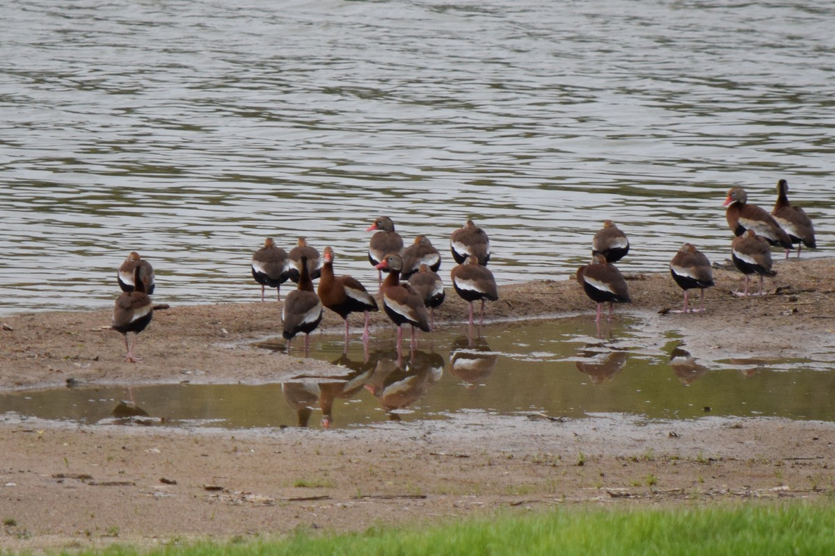 Black-bellied Whistling-Duck - ML444172301