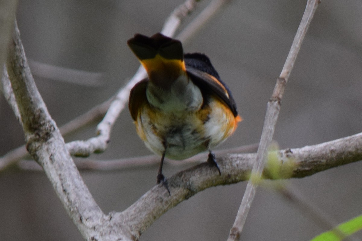 American Redstart - ML444172441