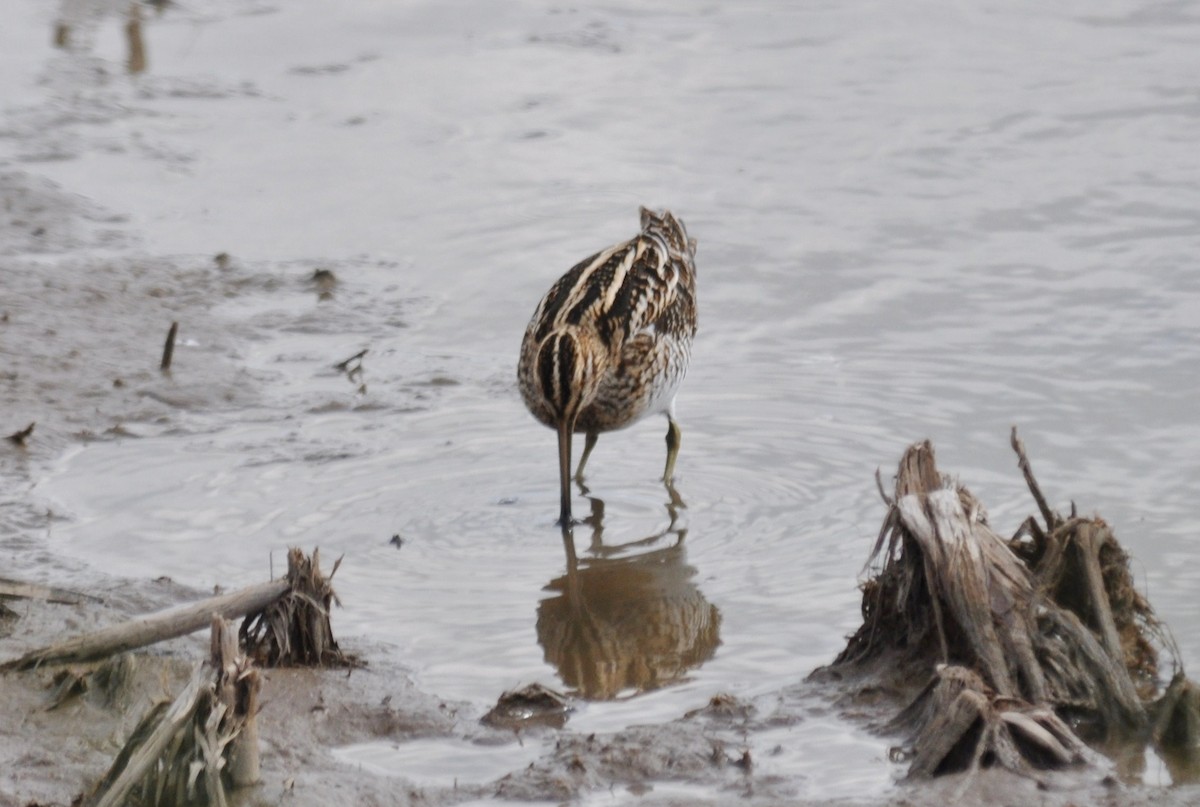 Wilson's Snipe - ML44417341