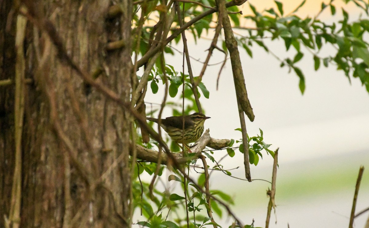 Northern Waterthrush - Maria Loukeris