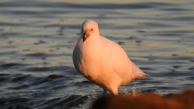 Snowy Sheathbill - ML444176211