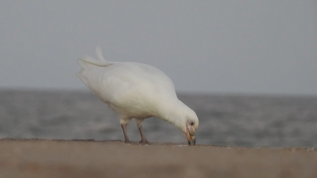 Snowy Sheathbill - ML444176291