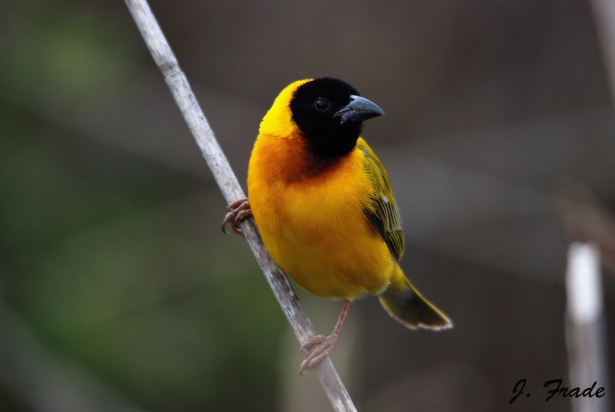 Black-headed Weaver - ML44417741