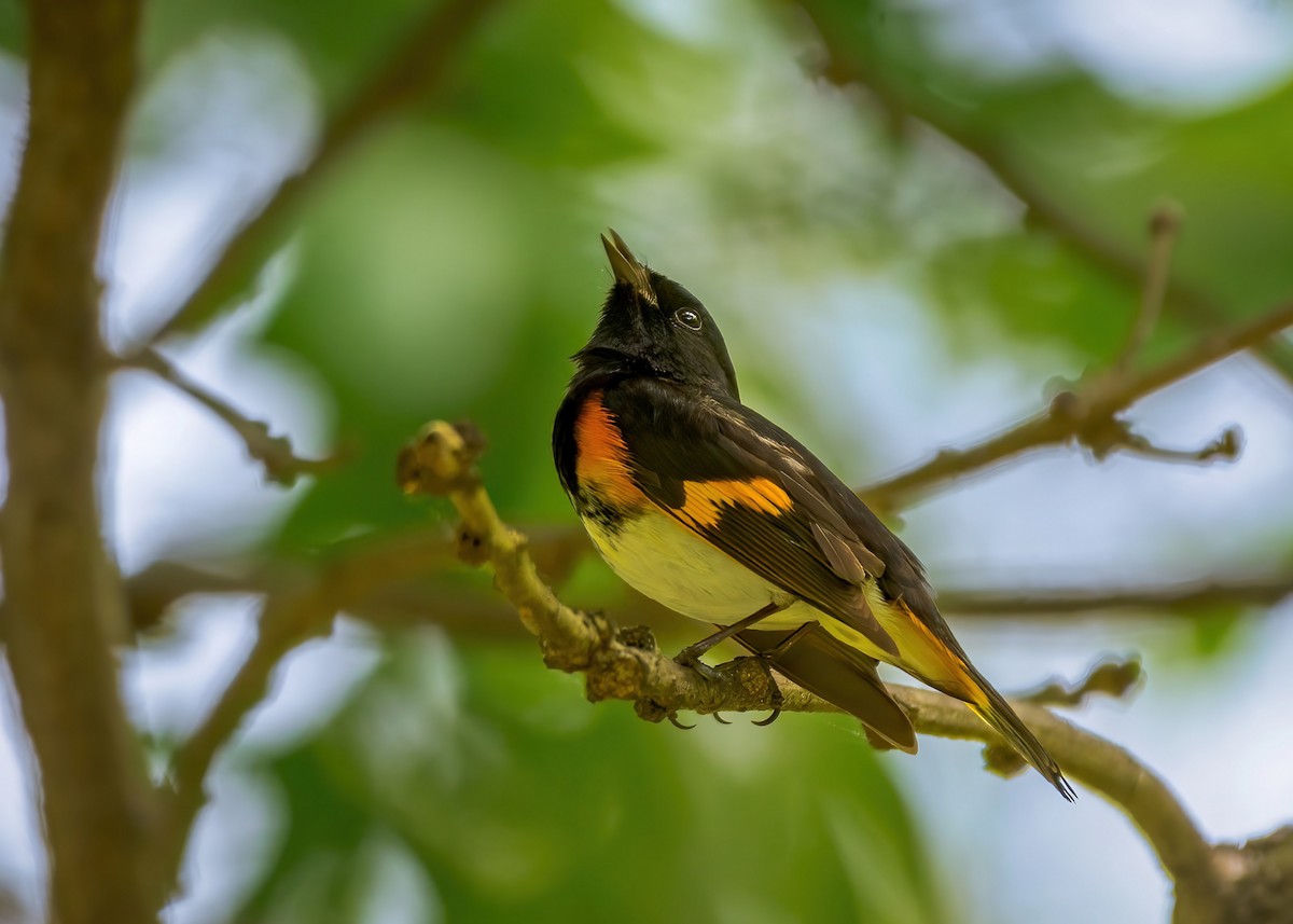 American Redstart - ML444177761