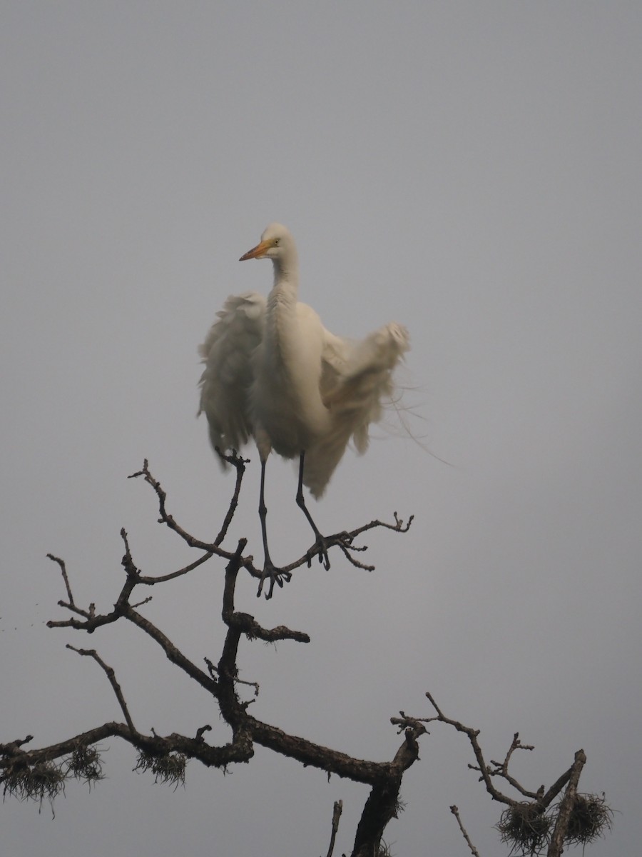 Great Egret - ML444178401