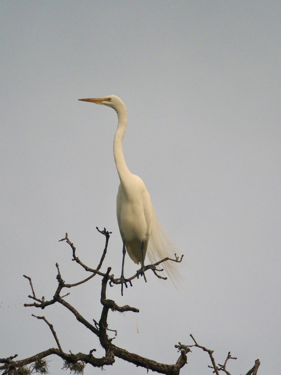 Great Egret - ML444178441