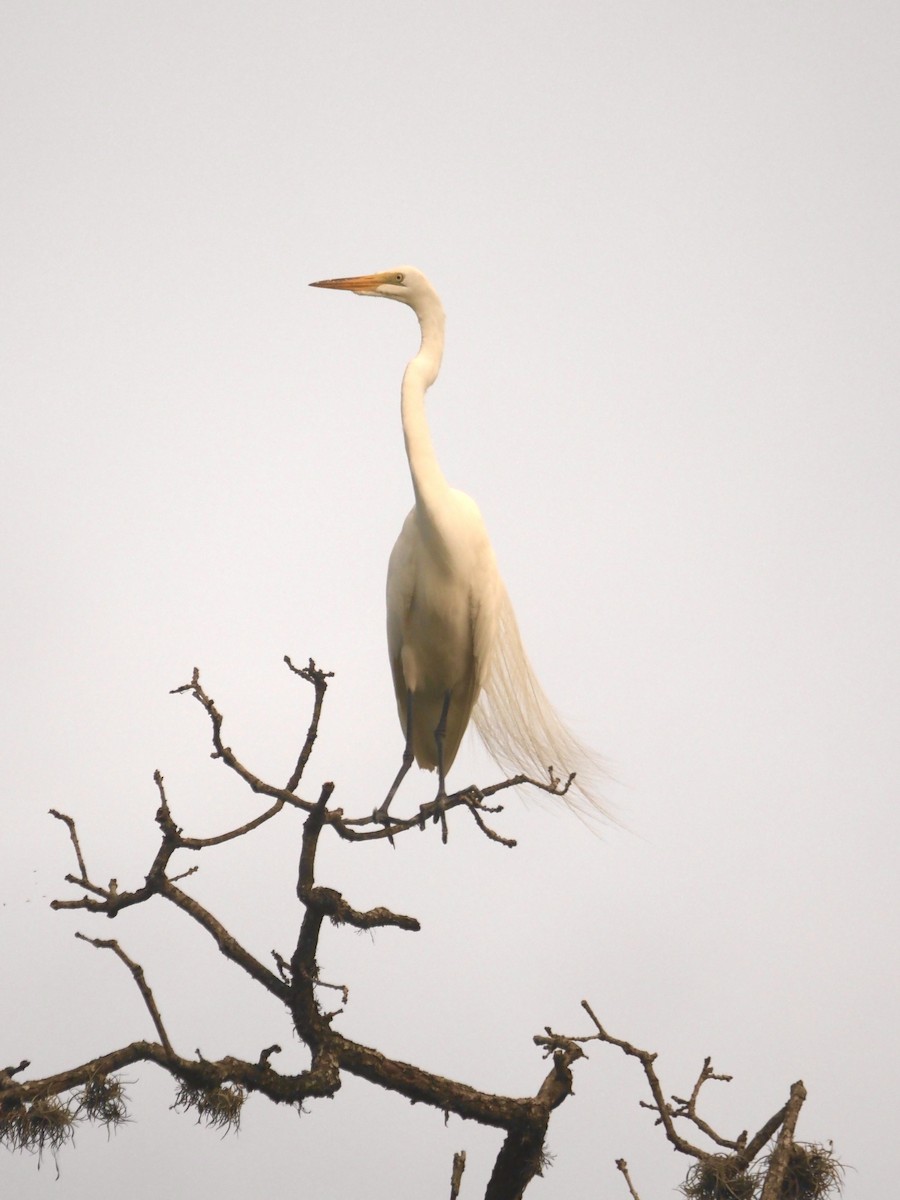 Great Egret - ML444178541