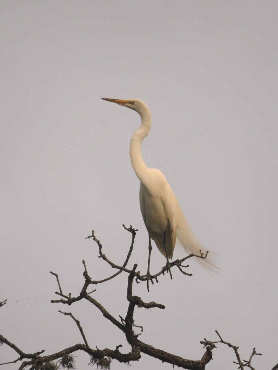 Great Egret - ML444178551