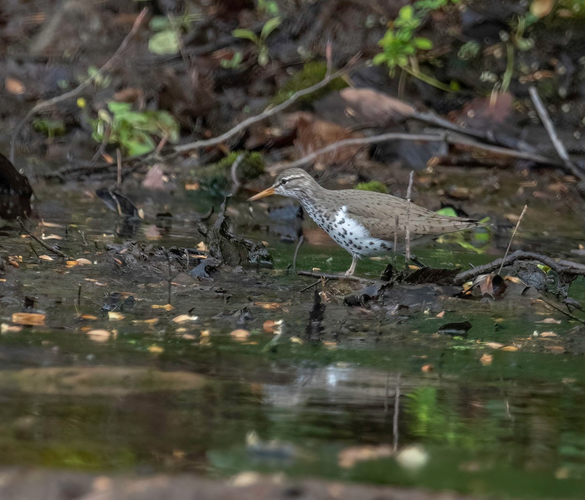 Spotted Sandpiper - ML444179831