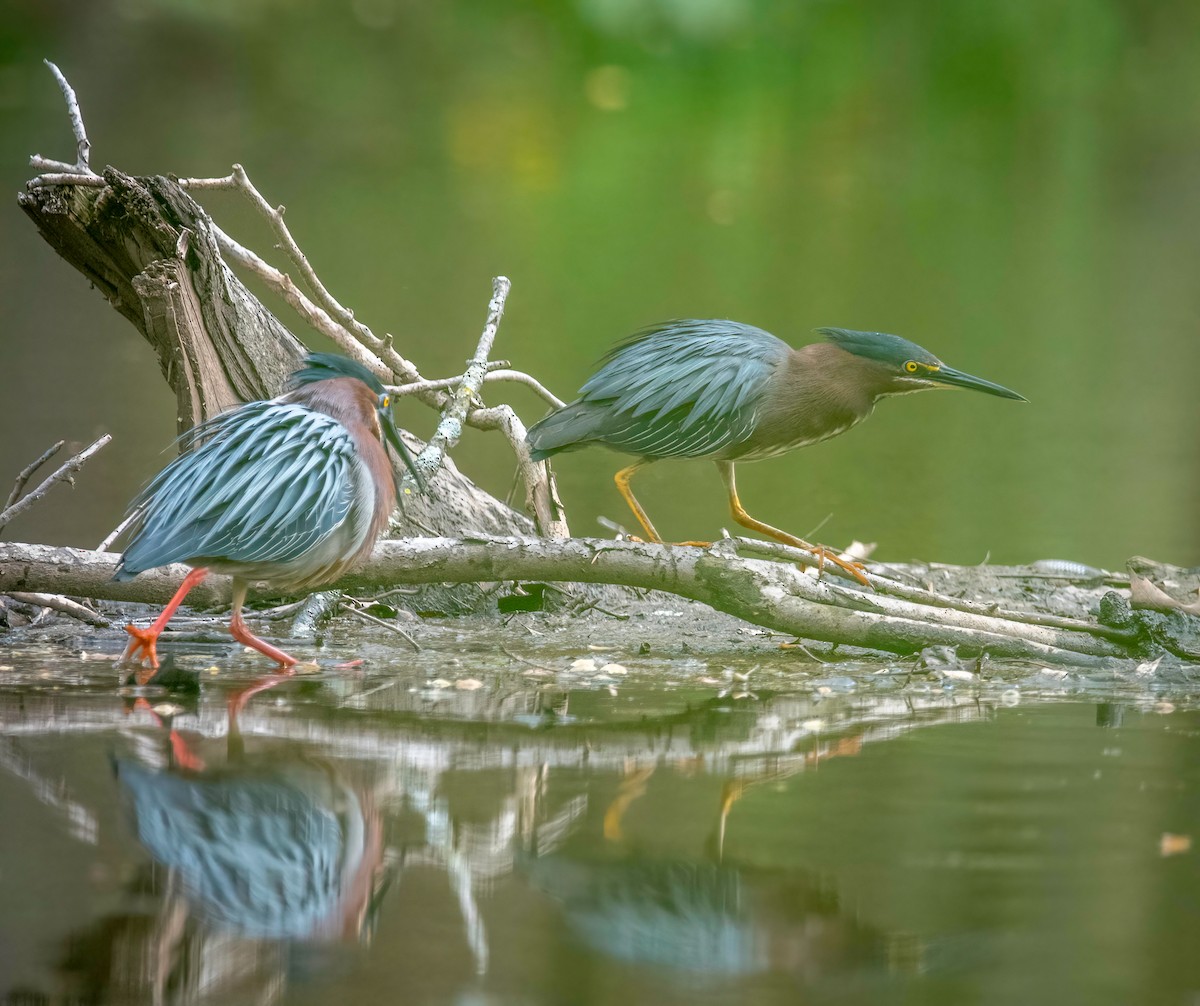 Garcilla Verde - ML444180151