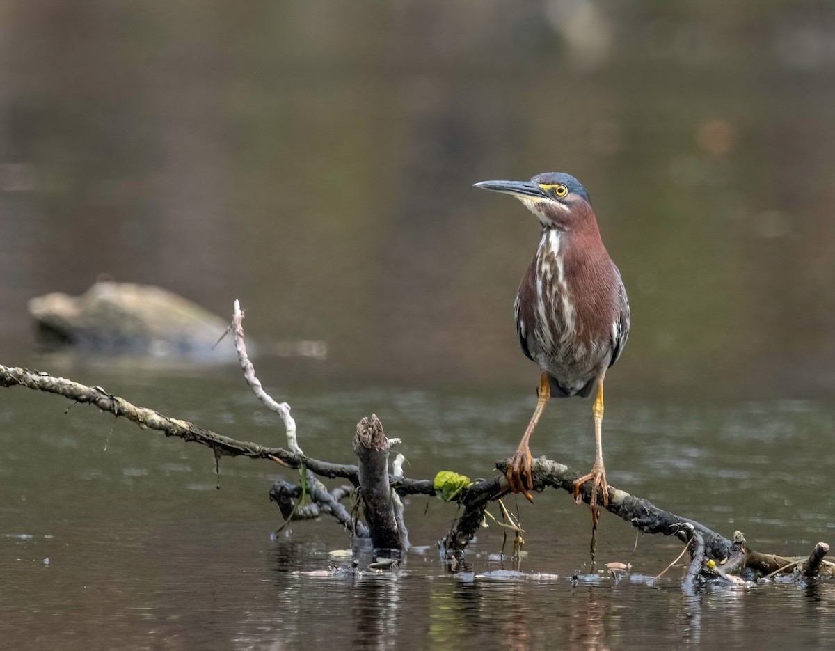 Garcilla Verde - ML444180211