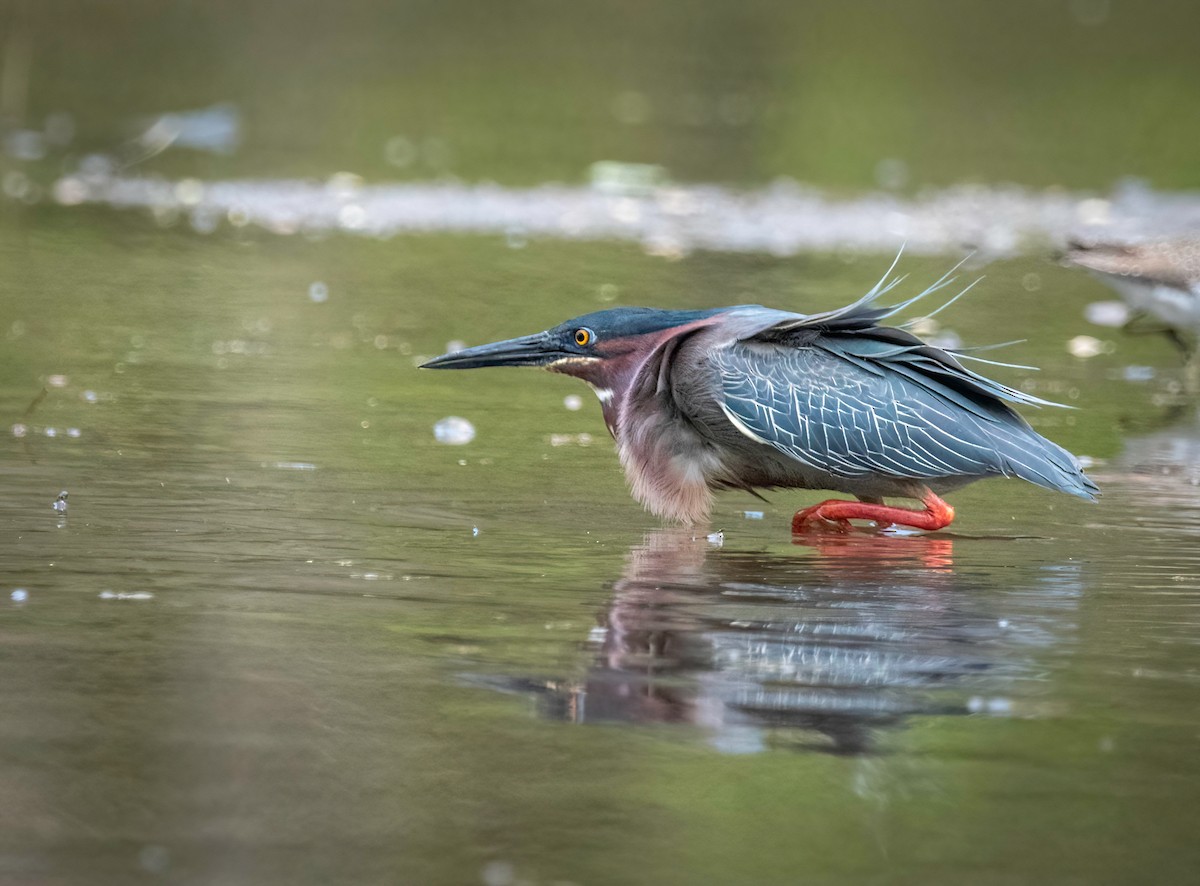 Garcilla Verde - ML444180291