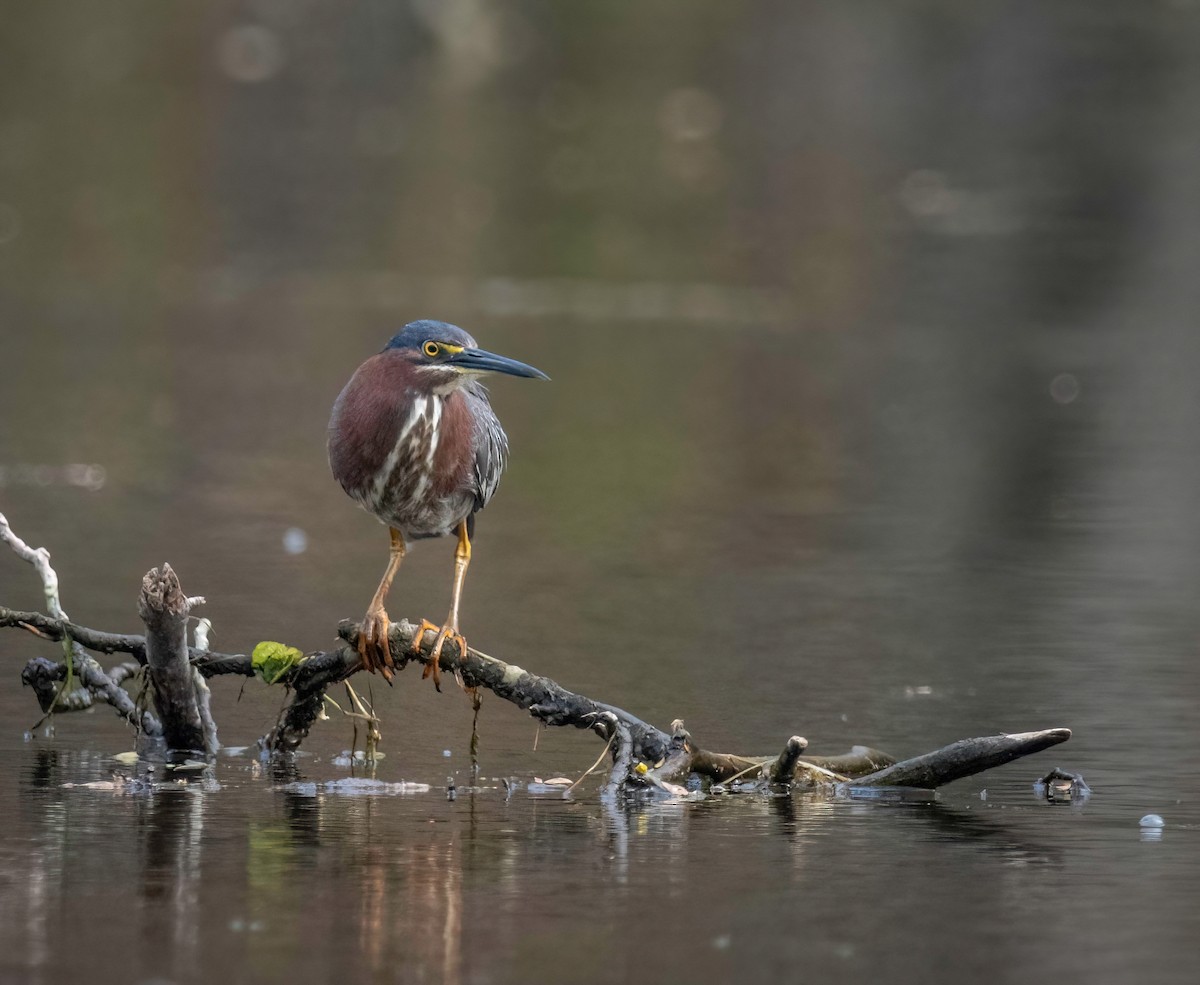 Garcilla Verde - ML444180461