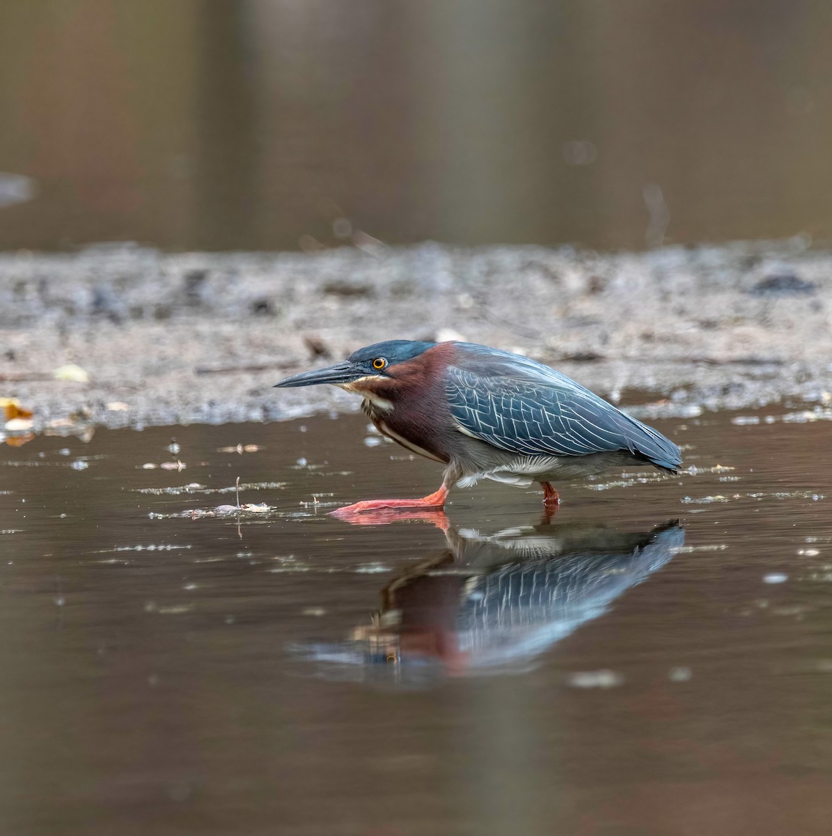 Garcilla Verde - ML444180741