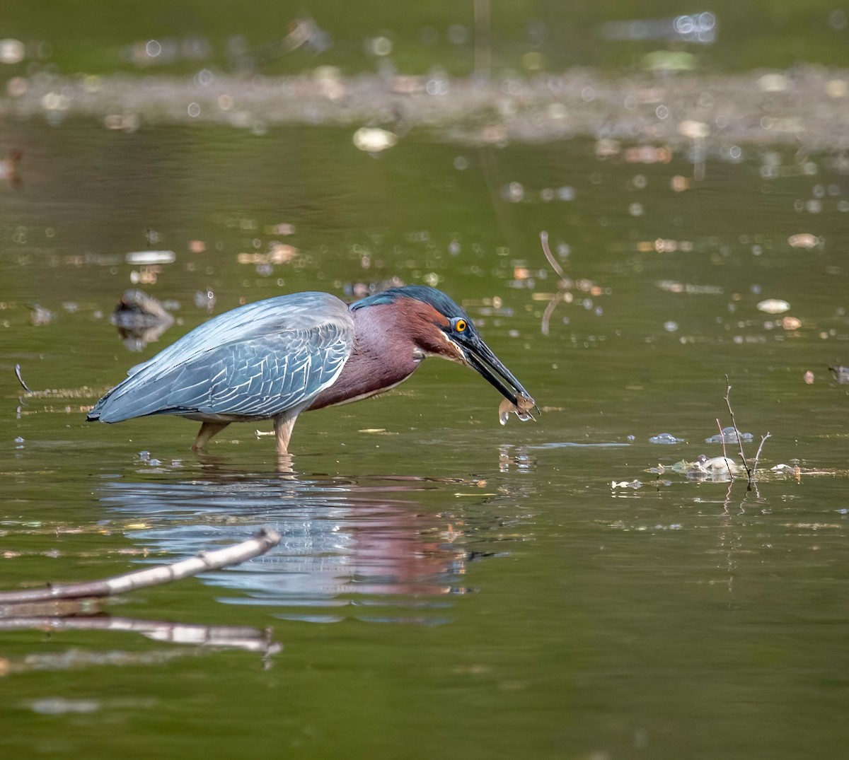 Garcilla Verde - ML444180801