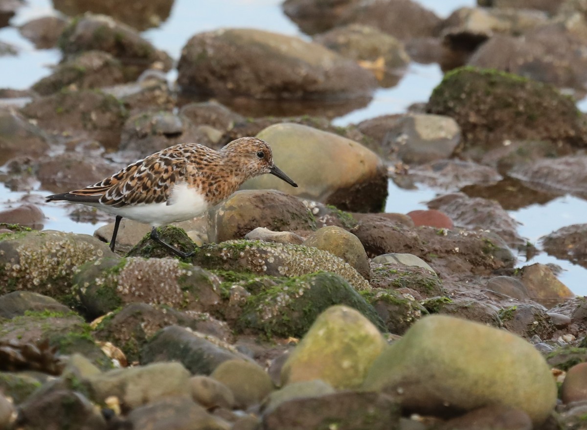 Sanderling - Jeff Stetson