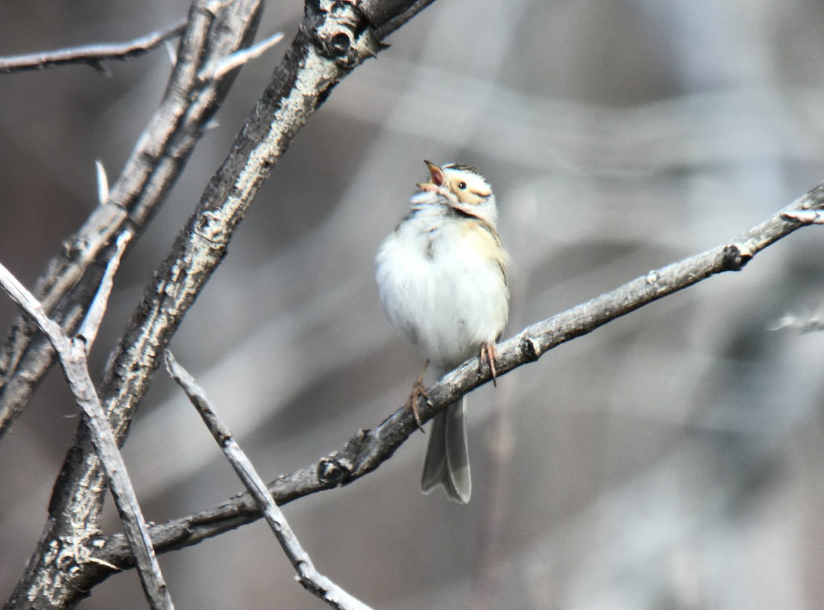 Clay-colored Sparrow - ML444181861