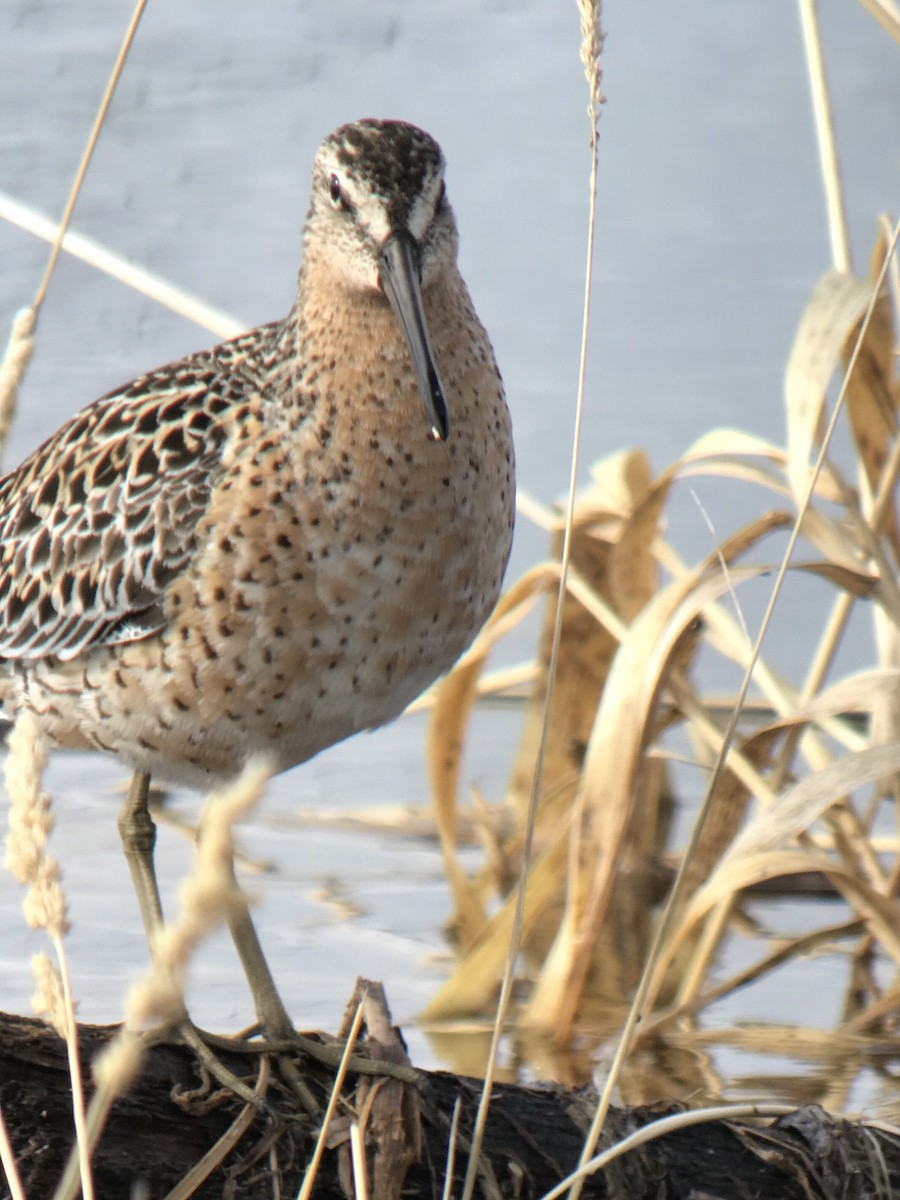 Short-billed Dowitcher - ML444182921