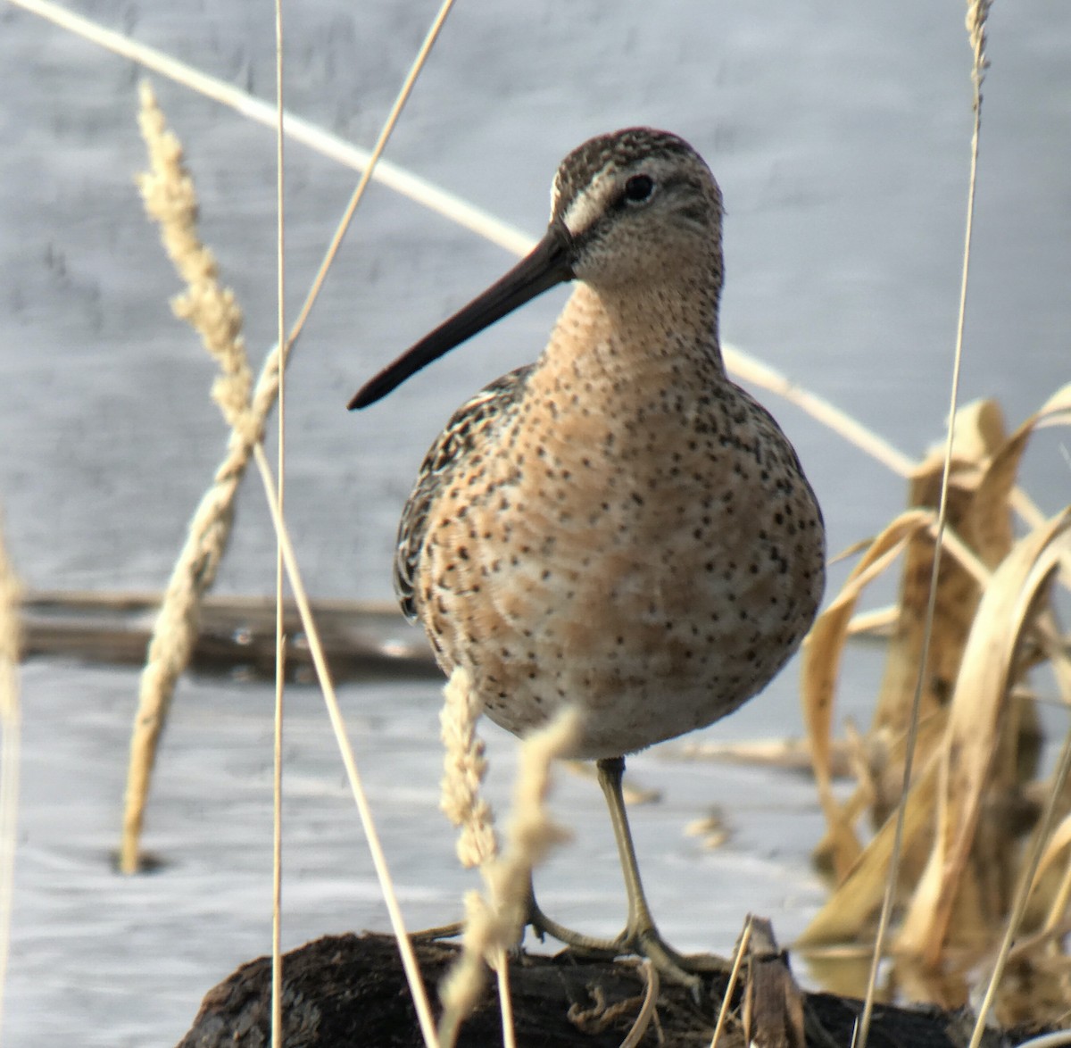 Short-billed Dowitcher - ML444183081