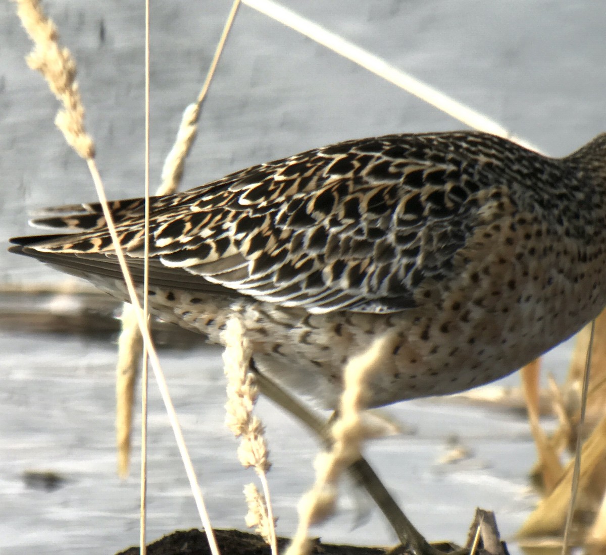 Short-billed Dowitcher - ML444183191