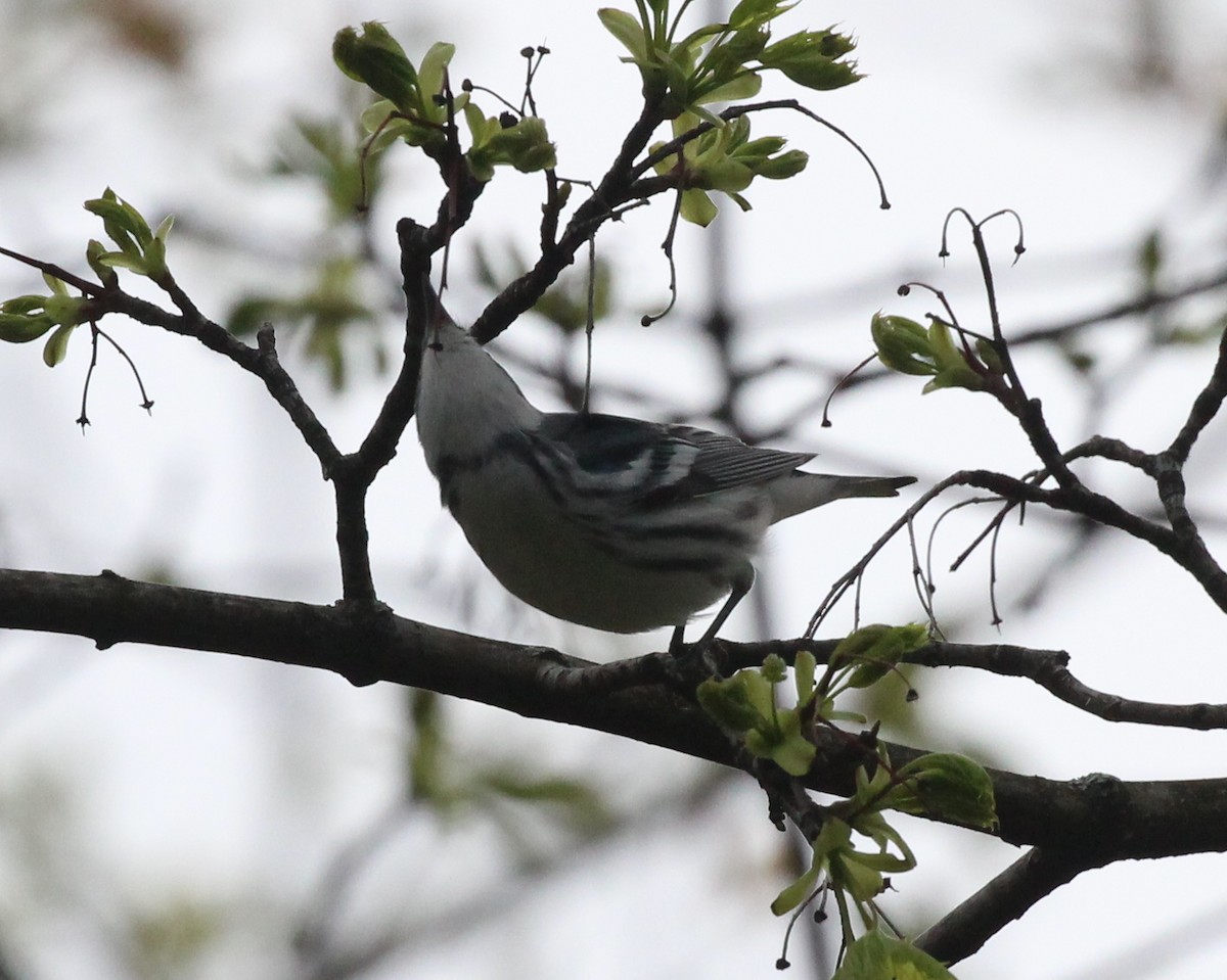 Cerulean Warbler - Becky Harbison