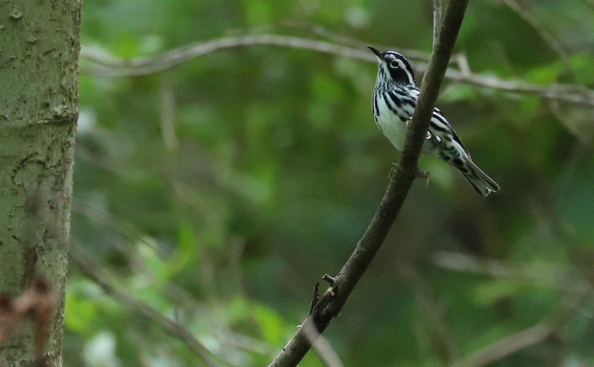 Пісняр строкатий - ML444186311