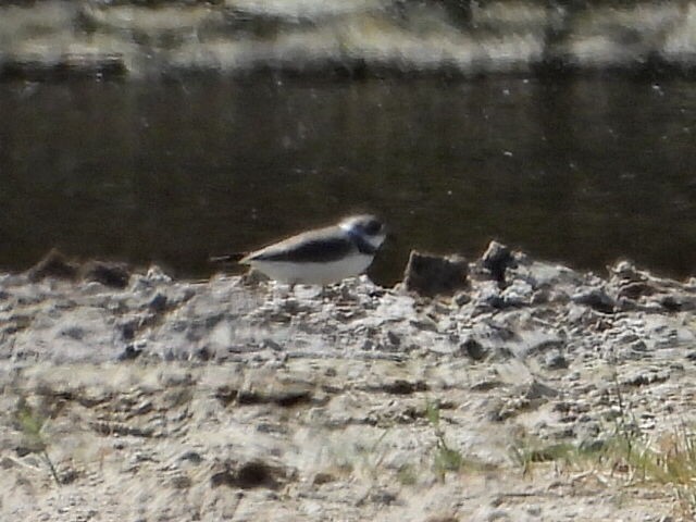 Semipalmated Plover - ML444188691