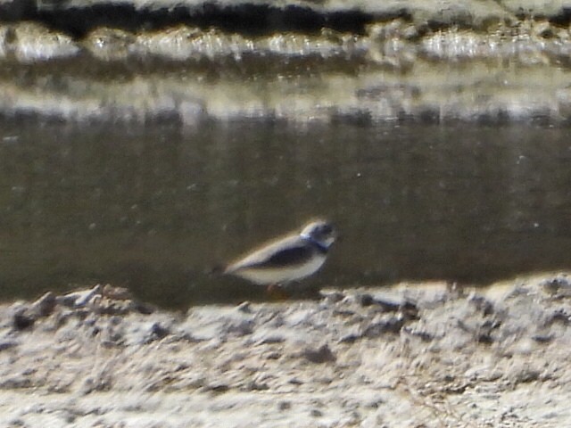 Semipalmated Plover - ML444188711