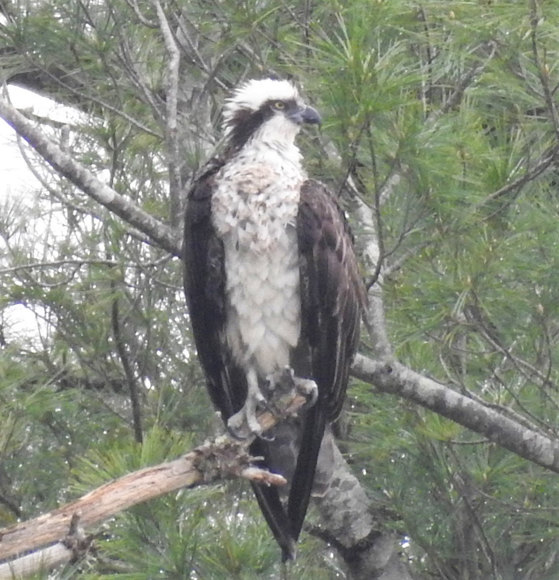 Águila Pescadora - ML444188781