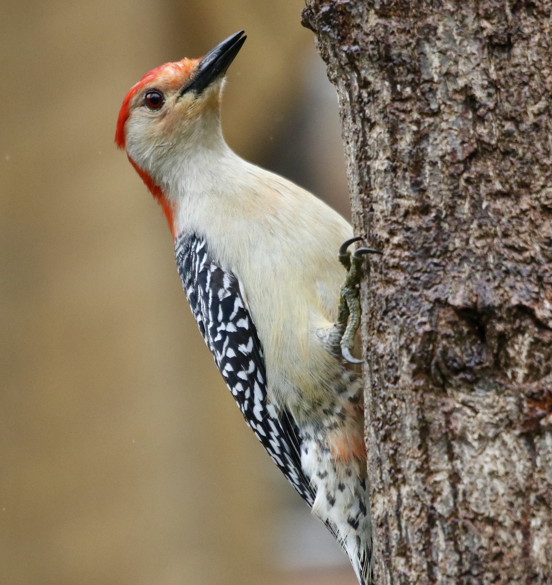 Red-bellied Woodpecker - Bob Meinke