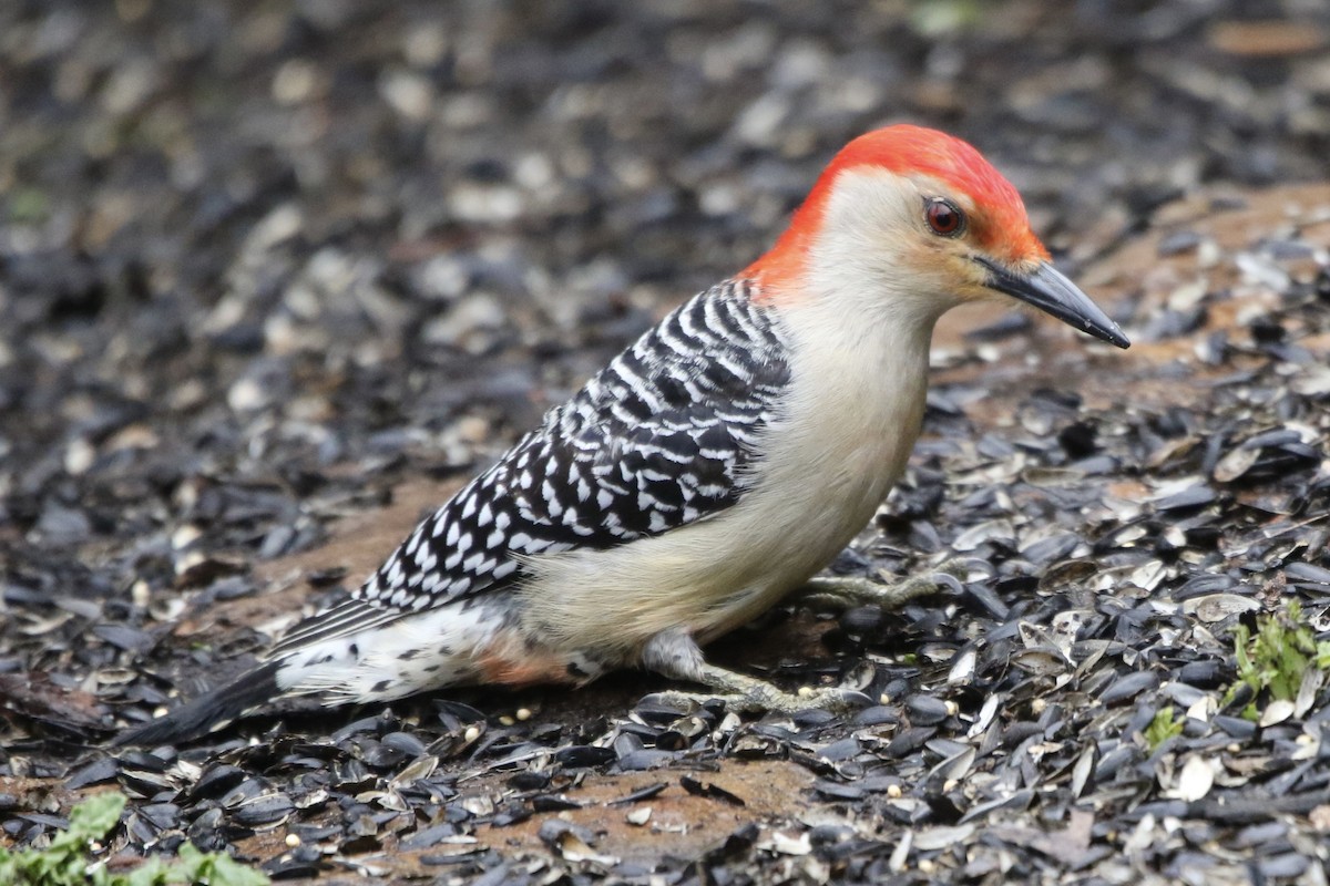 Red-bellied Woodpecker - ML444189131