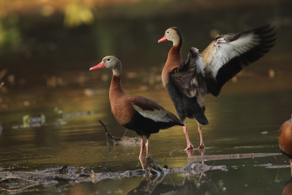 Black-bellied Whistling-Duck - ML444190391