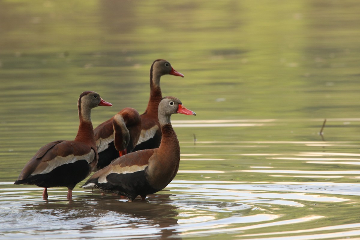 Black-bellied Whistling-Duck - ML444190451