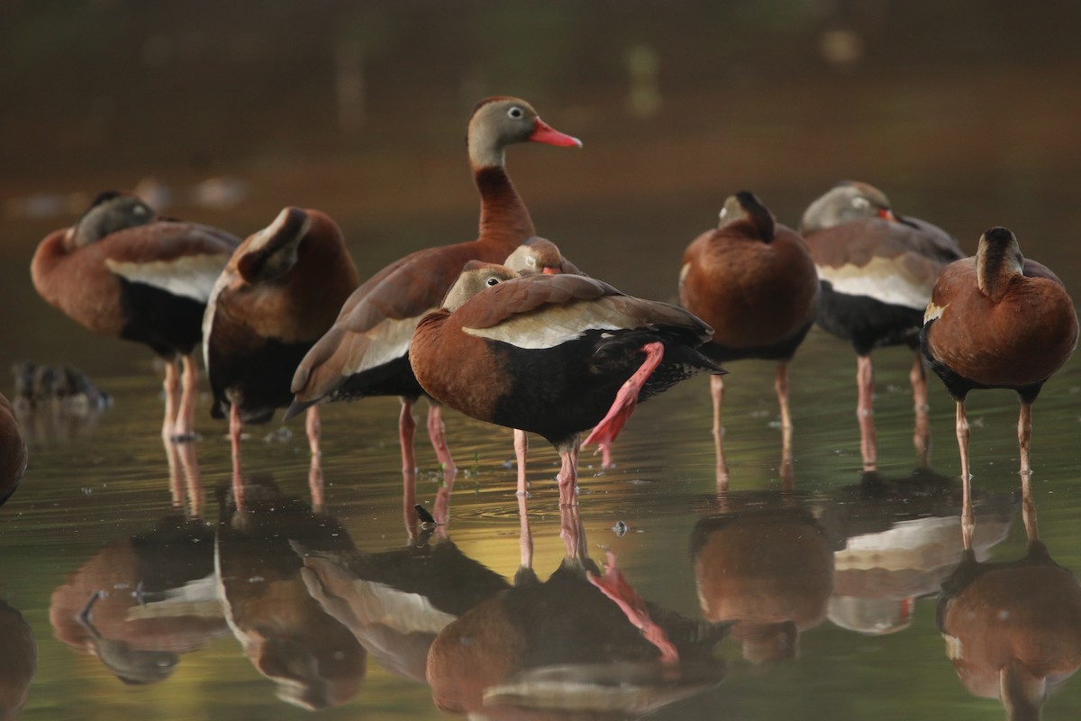 Black-bellied Whistling-Duck - ML444190461