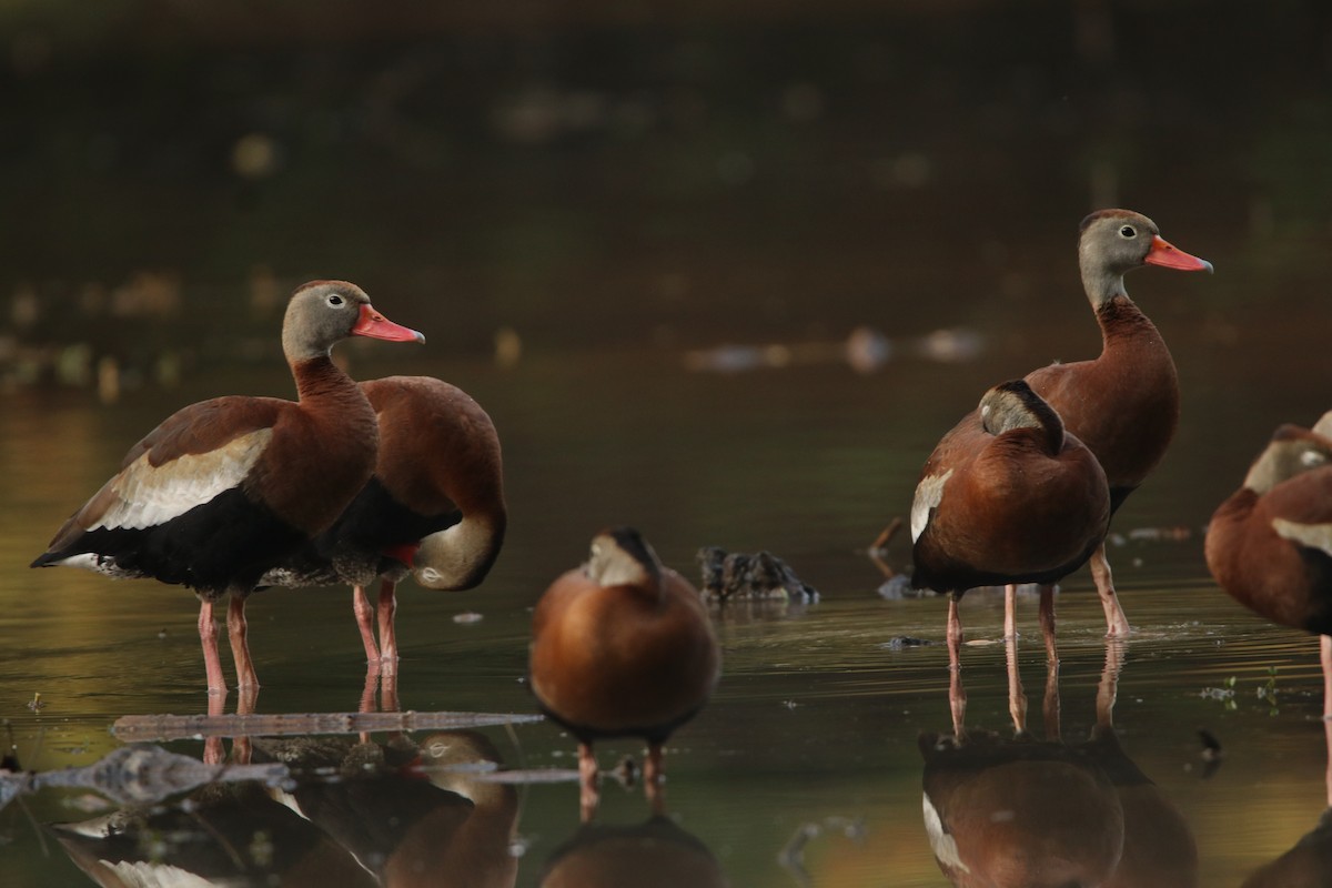 Black-bellied Whistling-Duck - ML444190471