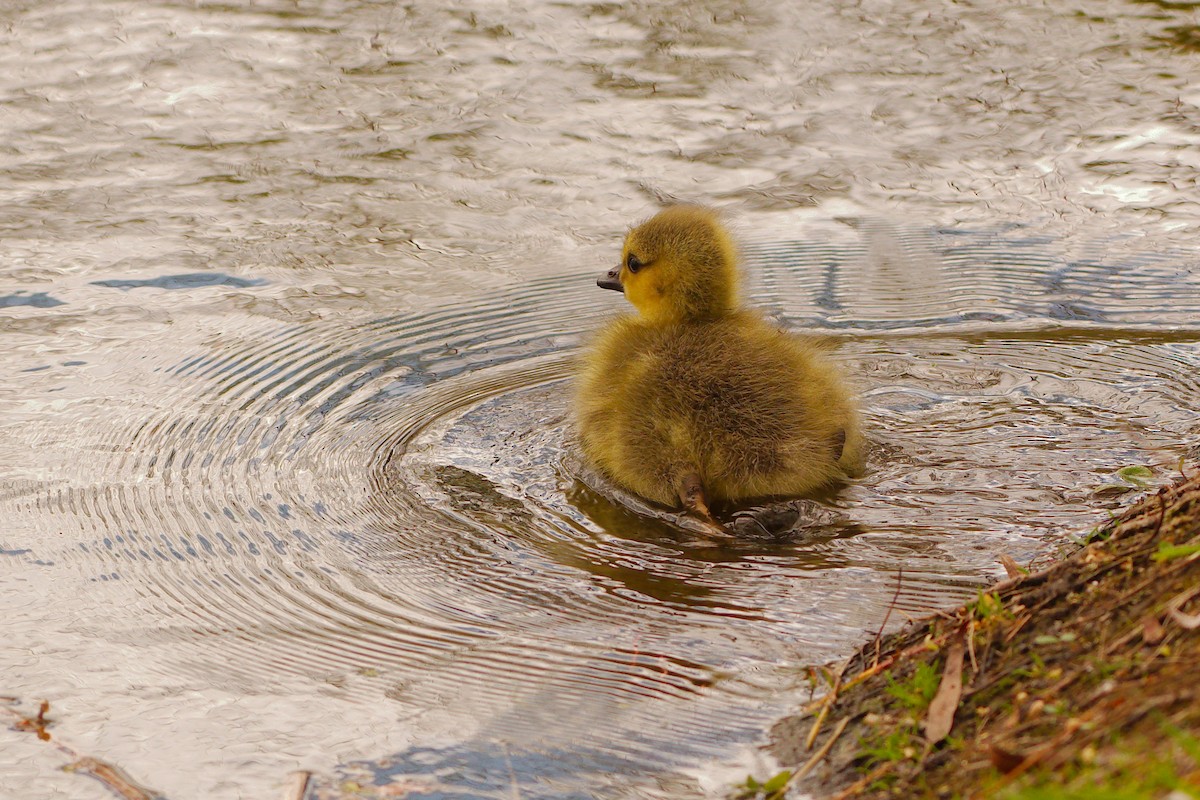 Canada Goose - ML444190831