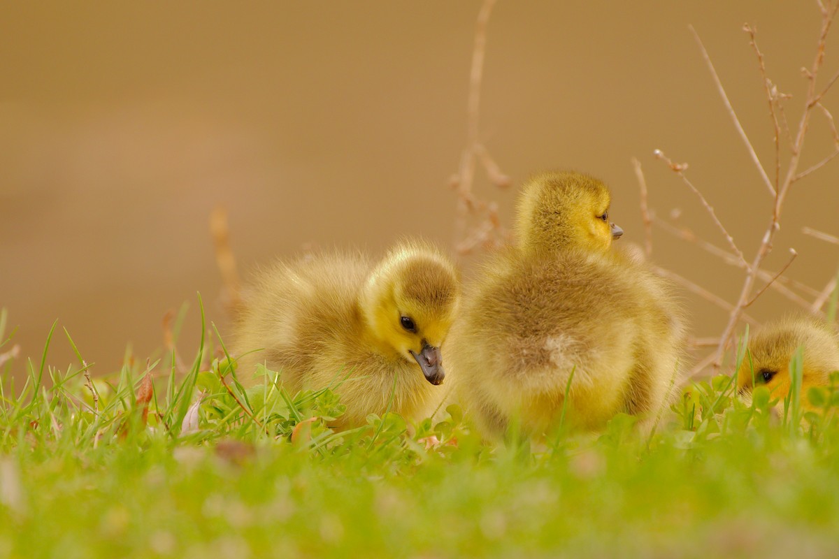 Canada Goose - ML444190841