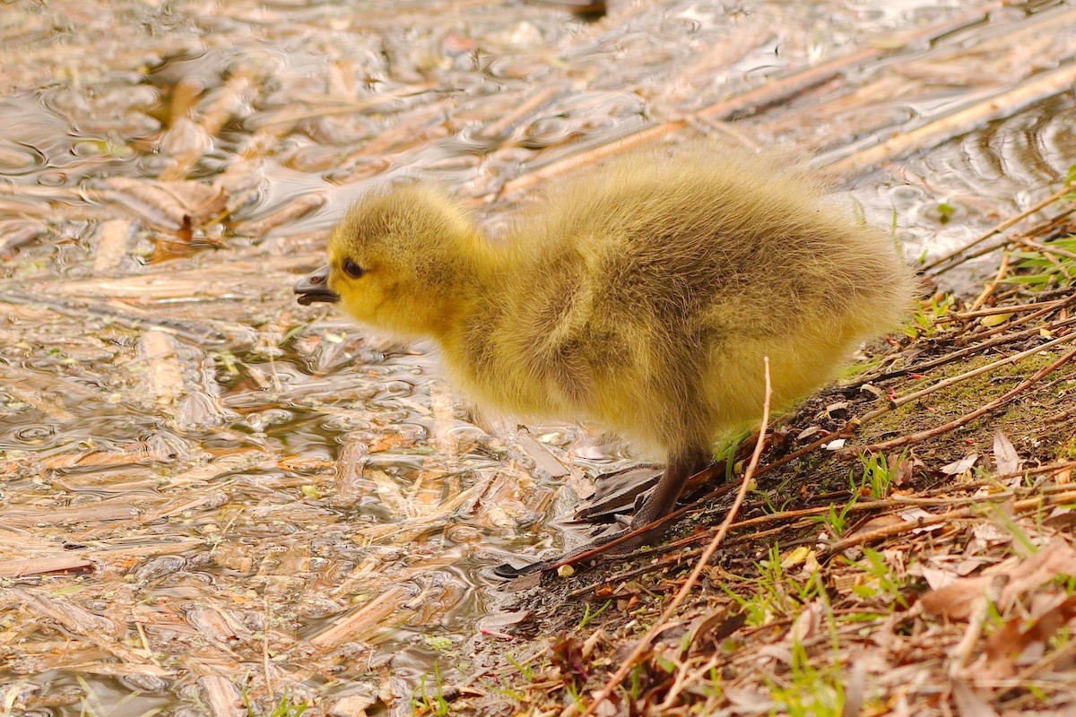 Canada Goose - ML444190861