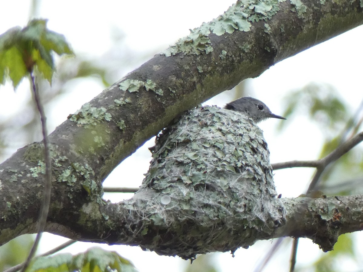 Blue-gray Gnatcatcher - ML444191011